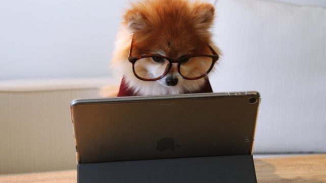 Googleアドセンスを勉強中の犬